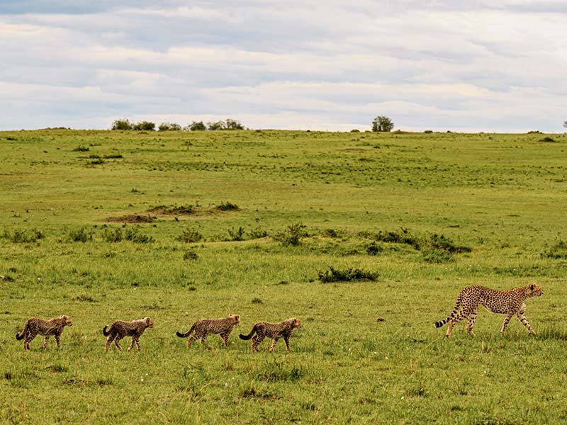 Roman Wildlife Foundation