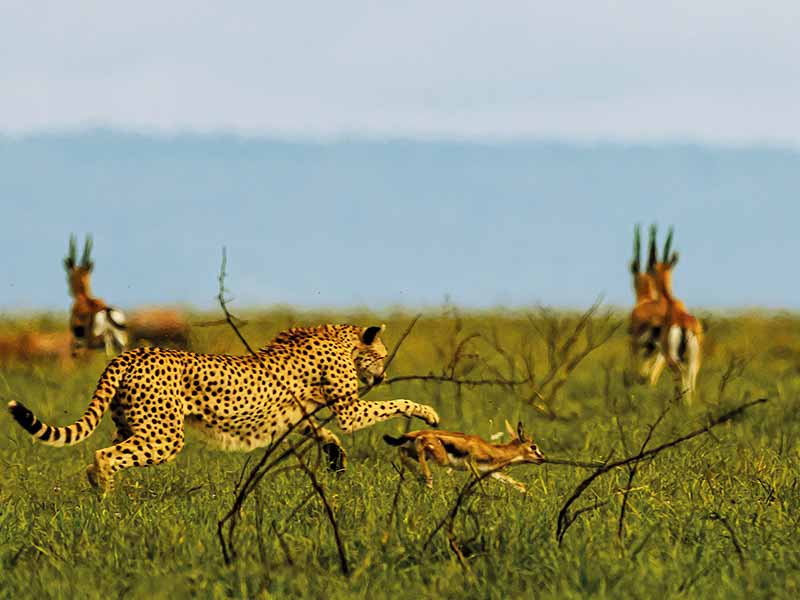 Roman Wildlife Foundation foto