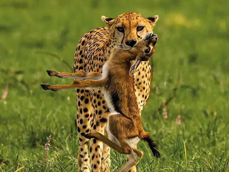 Roman Wildlife Foundation foto