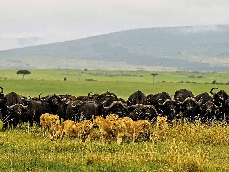 Roman Wildlife Foundation foto
