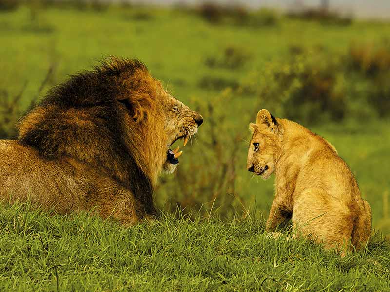 Roman Wildlife Foundation foto