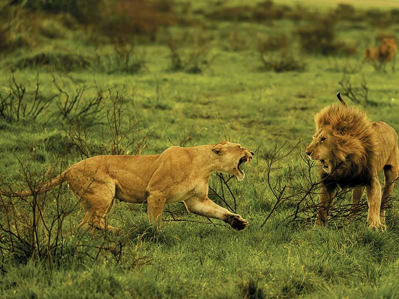 Roman Wildlife Foundation foto