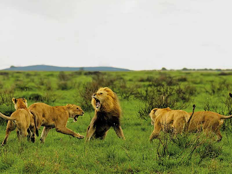 Roman Wildlife Foundation foto