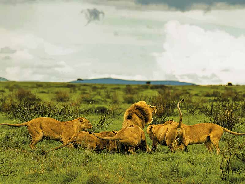 Roman Wildlife Foundation foto