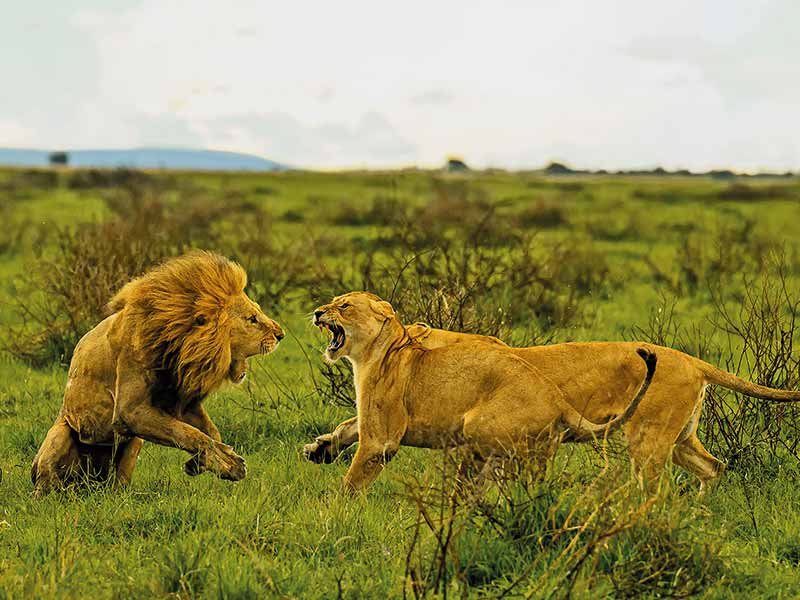 Roman Wildlife Foundation foto