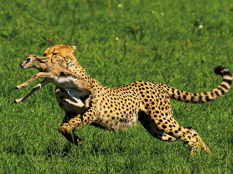 Roman Wildlife Foundation foto