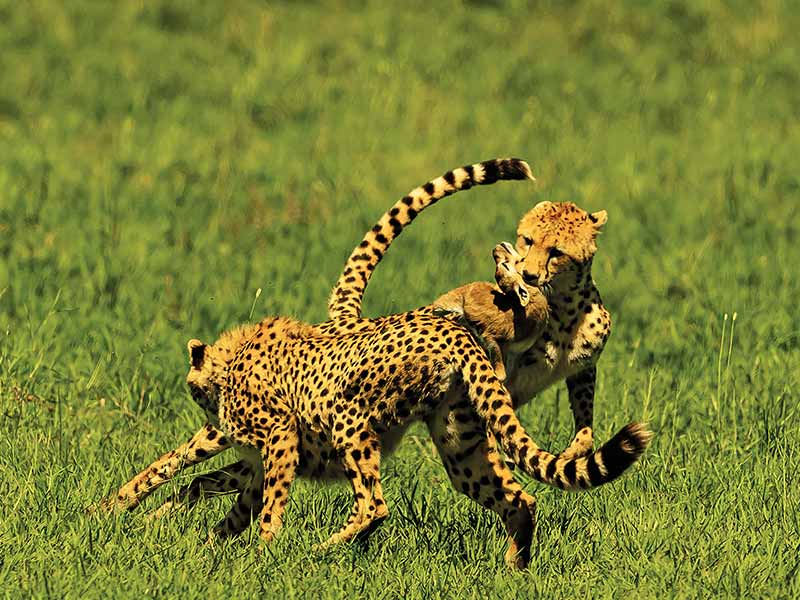 Roman Wildlife Foundation foto