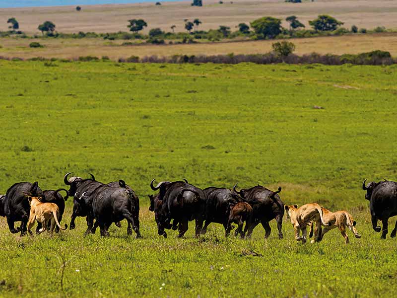 Roman Wildlife Foundation foto