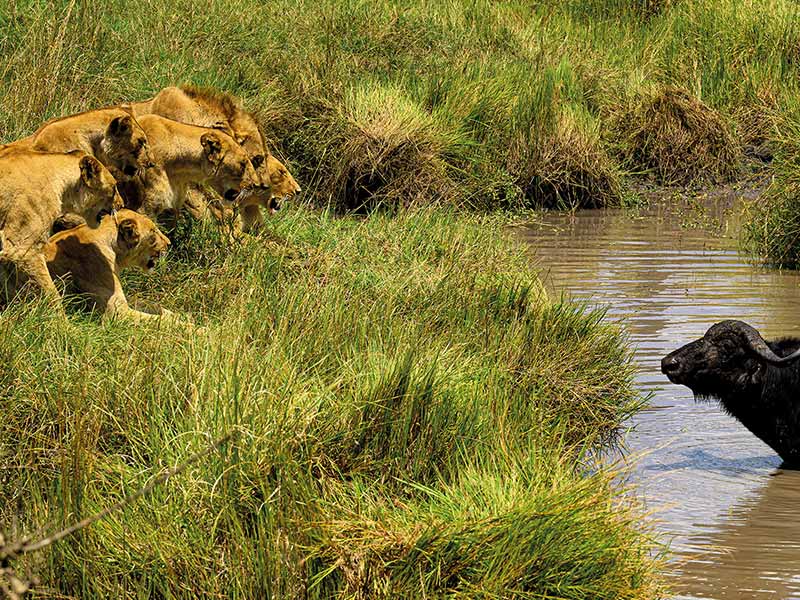 Roman Wildlife Foundation foto