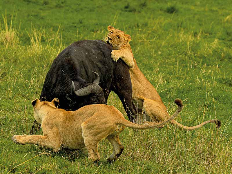 Roman Wildlife Foundation foto