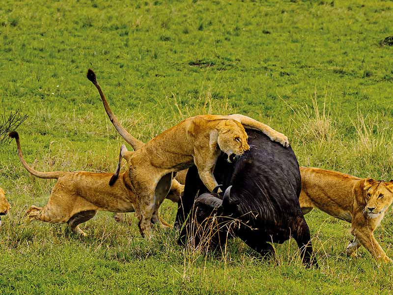 Roman Wildlife Foundation foto