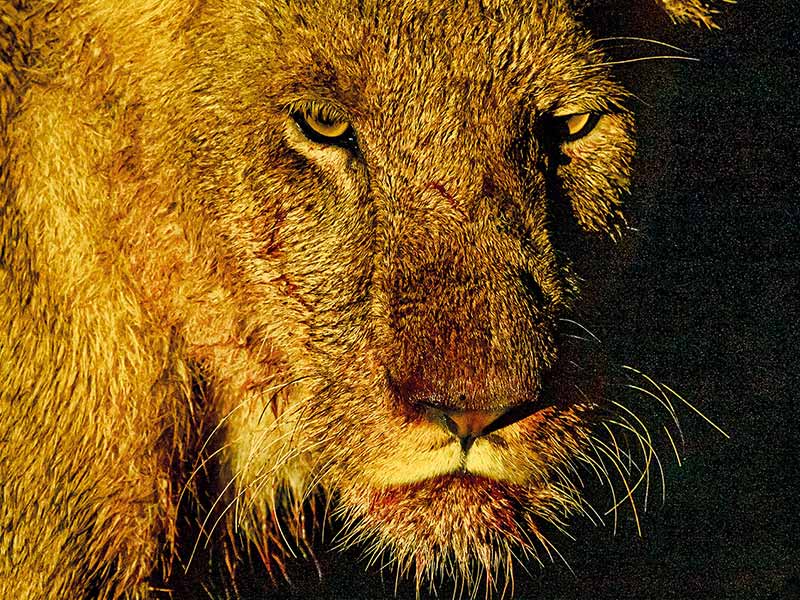 Roman Wildlife Foundation foto