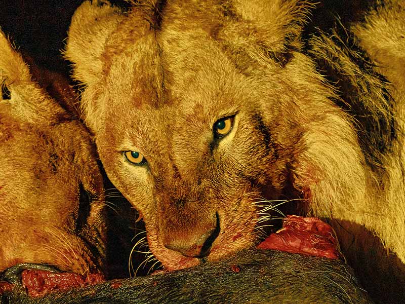 Roman Wildlife Foundation foto