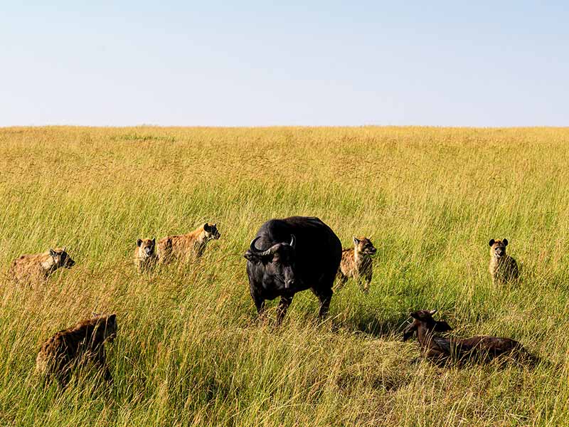 Roman Wildlife Foundation foto