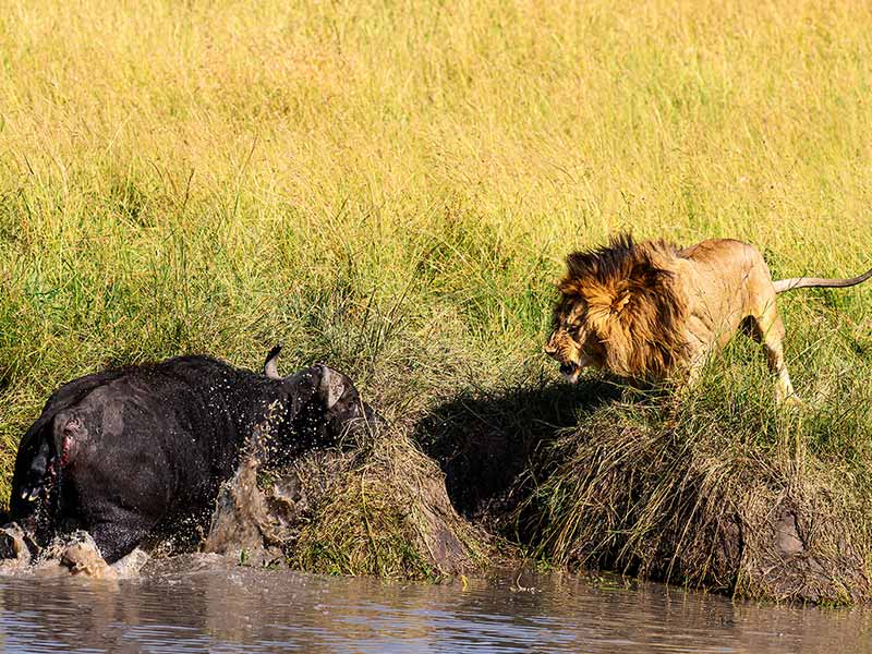 Roman Wildlife Foundation foto