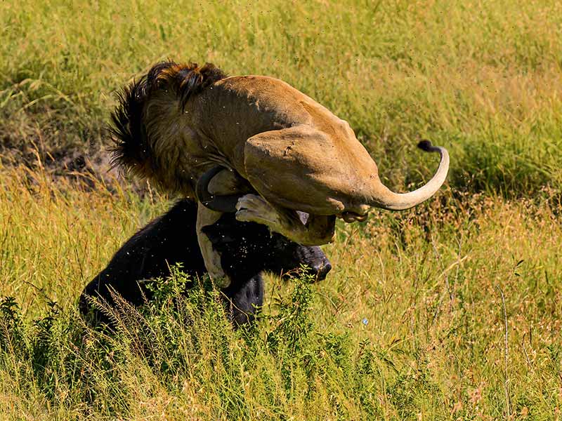 Roman Wildlife Foundation foto