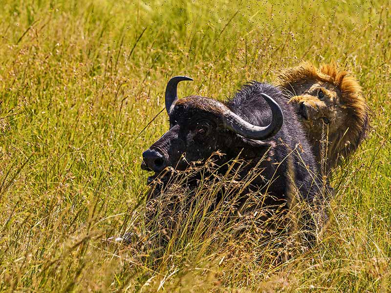 Roman Wildlife Foundation foto