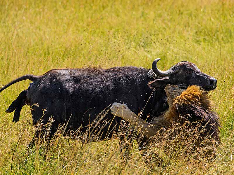Roman Wildlife Foundation foto