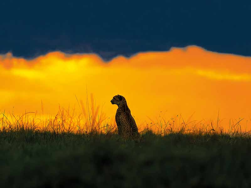 Roman Wildlife Foundation foto