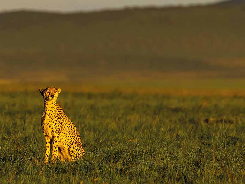 Roman Wildlife Foundation foto