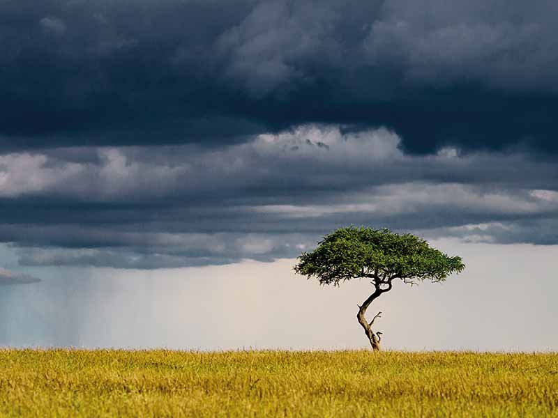 Roman Wildlife Foundation foto