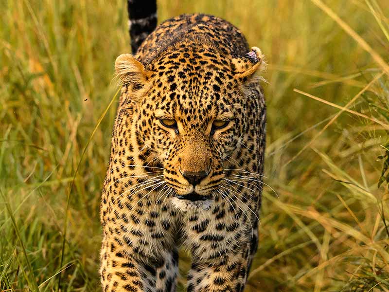 Roman Wildlife Foundation foto