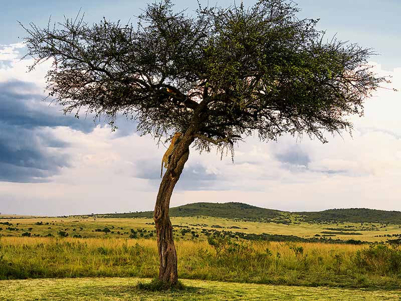 Roman Wildlife Foundation foto