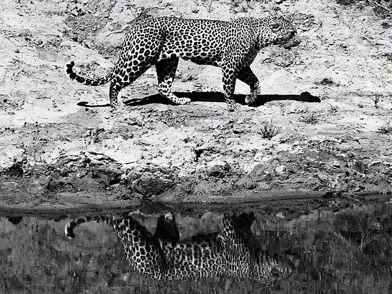 Roman Wildlife Foundation foto