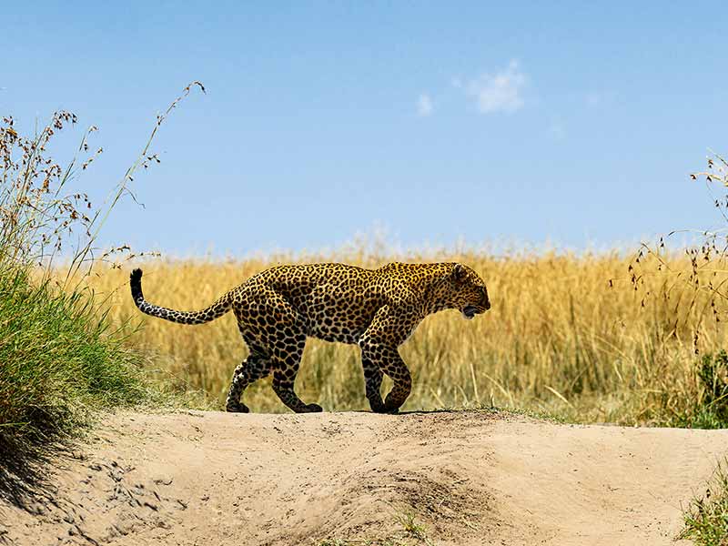 Roman Wildlife Foundation foto