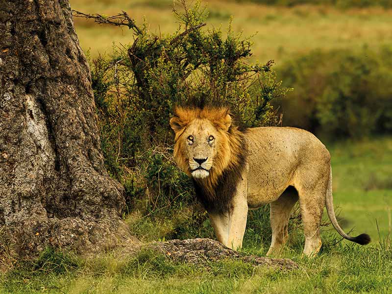 Roman Wildlife Foundation foto