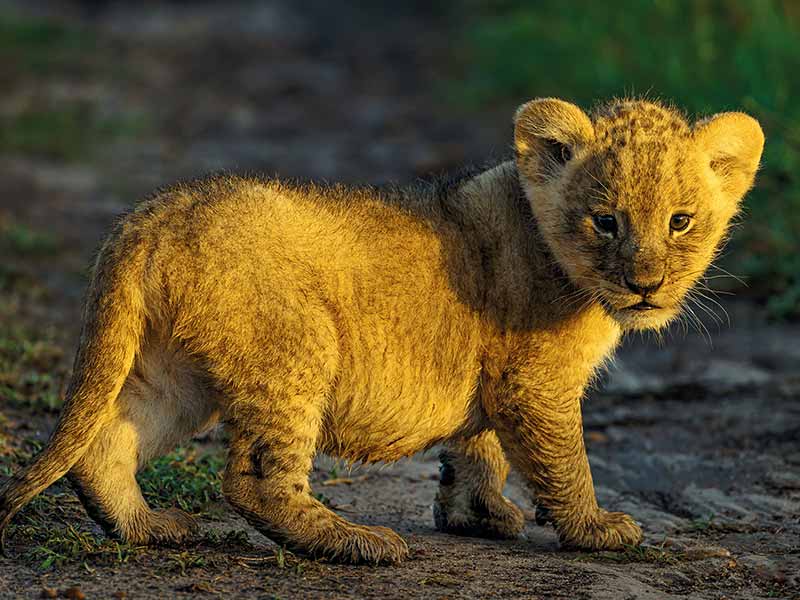 Roman Wildlife Foundation foto