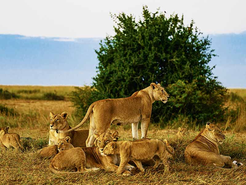 Roman Wildlife Foundation foto