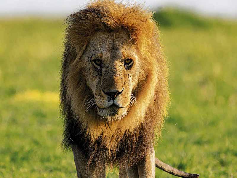 Roman Wildlife Foundation foto