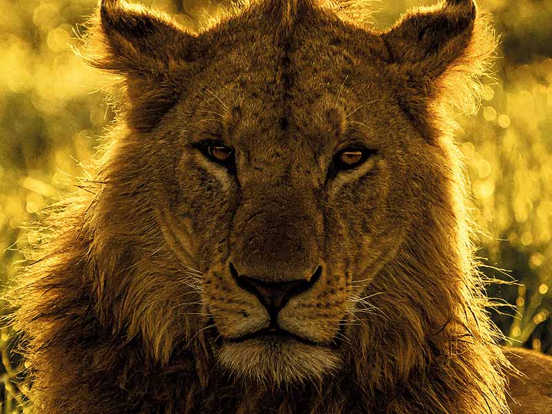 Roman Wildlife Foundation foto