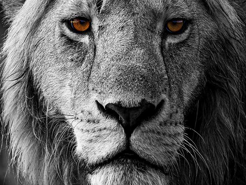 Roman Wildlife Foundation foto