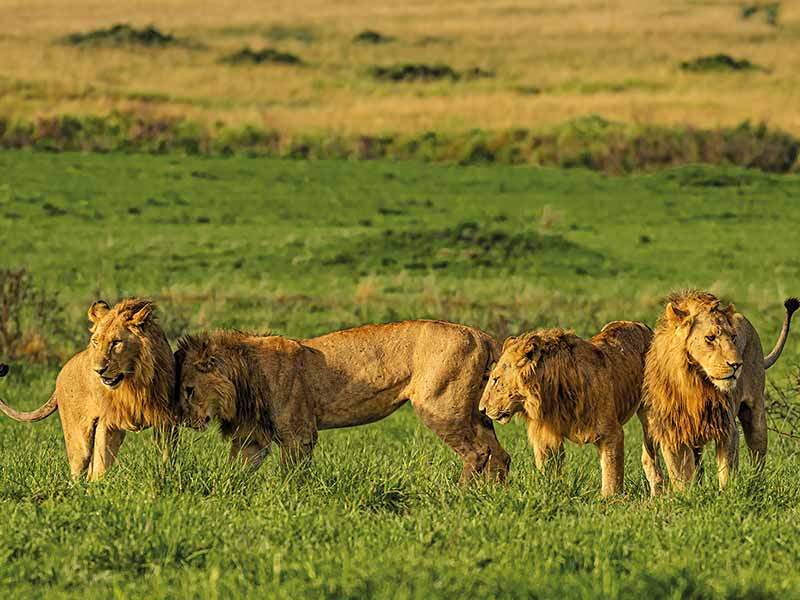 Roman Wildlife Foundation foto