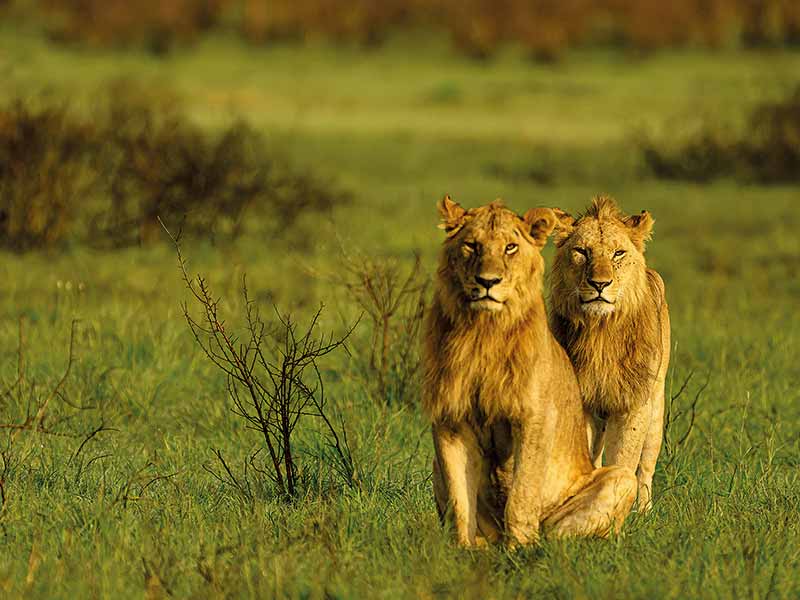 Roman Wildlife Foundation foto
