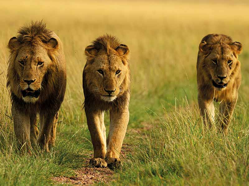 Roman Wildlife Foundation foto
