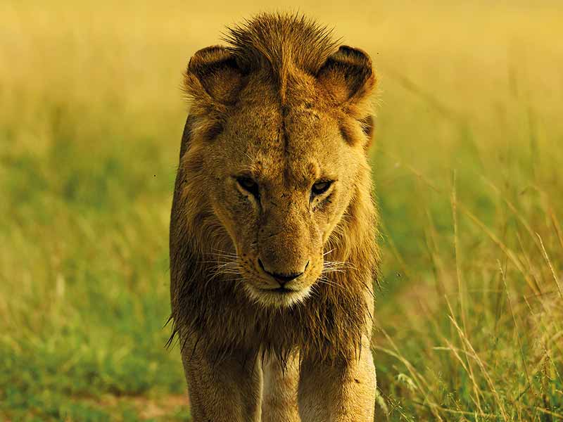 Roman Wildlife Foundation foto