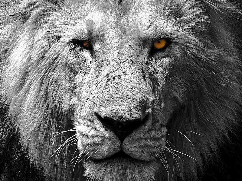 Roman Wildlife Foundation foto