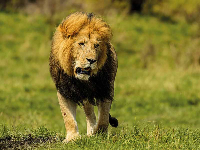 Roman Wildlife Foundation foto