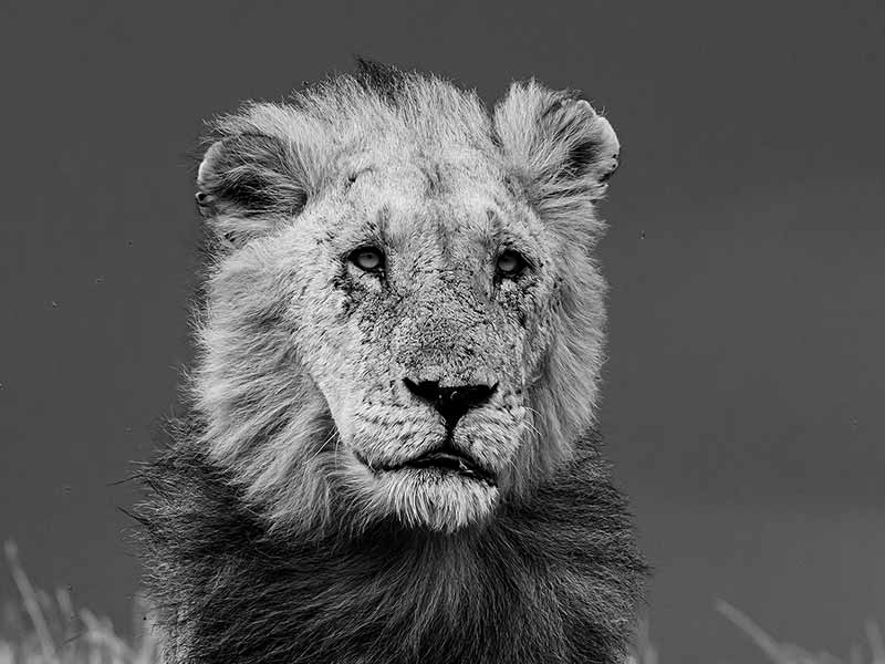 Roman Wildlife Foundation foto