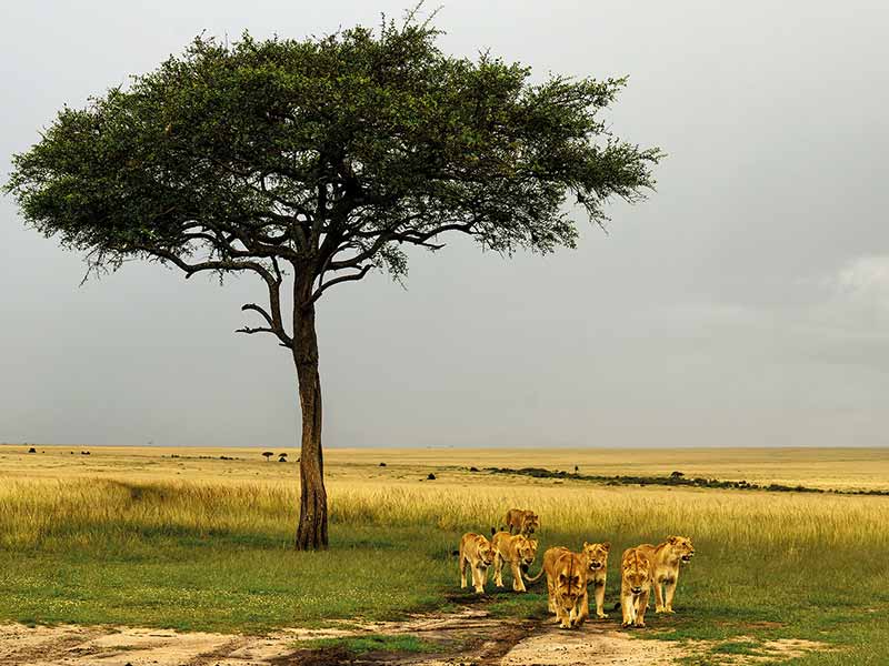 Roman Wildlife Foundation foto