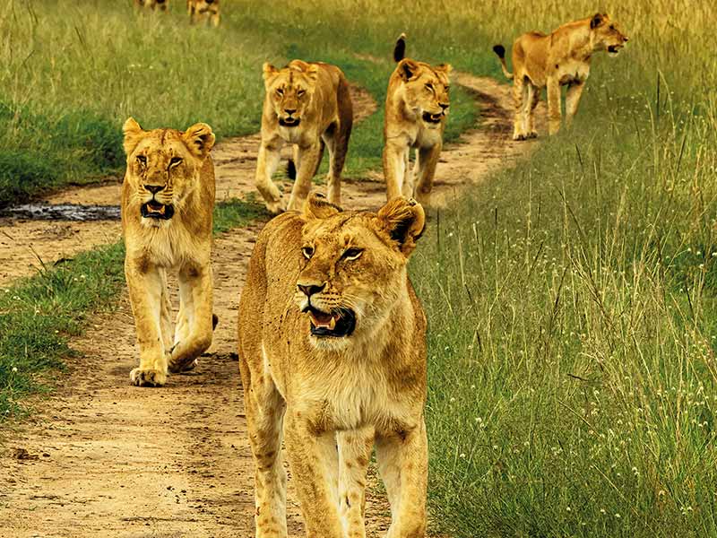 Roman Wildlife Foundation foto