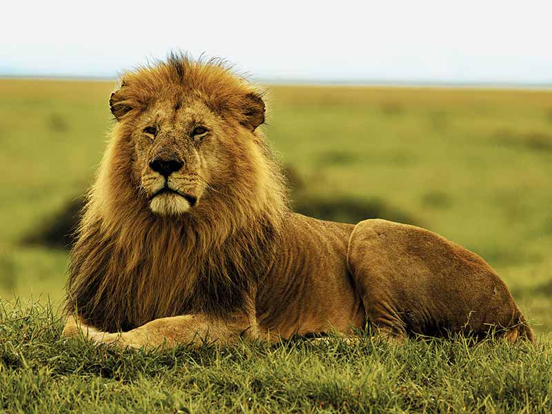 Roman Wildlife Foundation foto