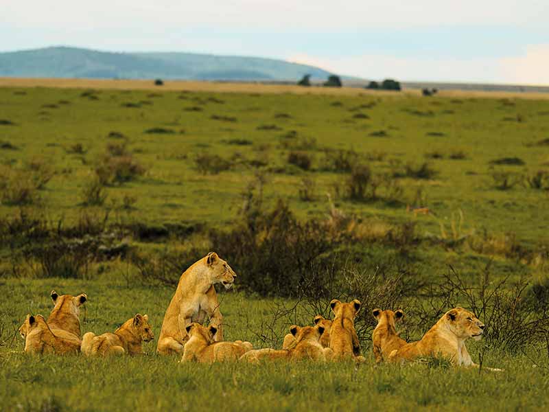 Roman Wildlife Foundation foto