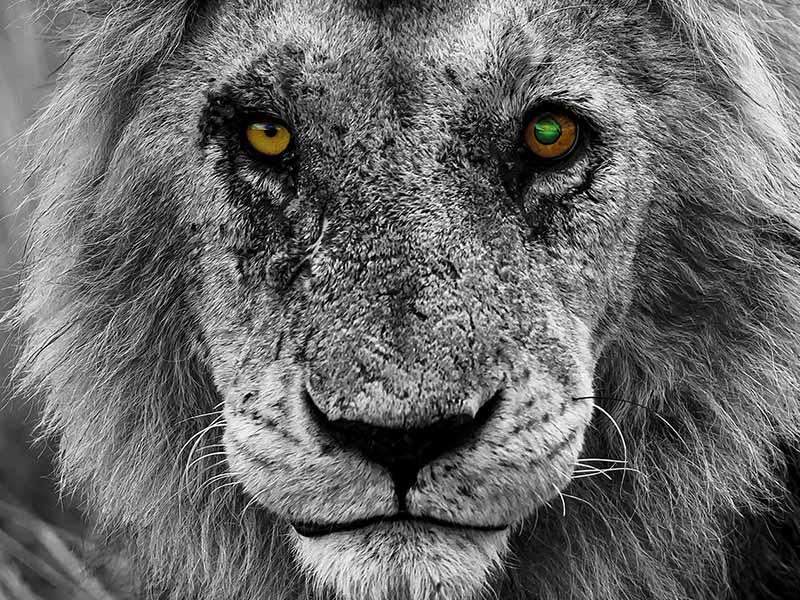 Roman Wildlife Foundation foto