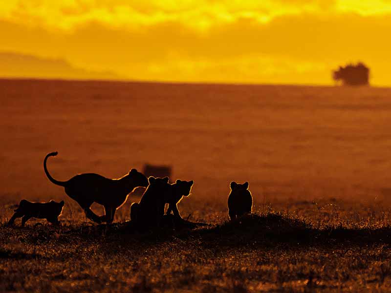 Roman Wildlife Foundation foto