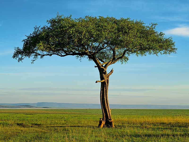 Roman Wildlife Foundation foto