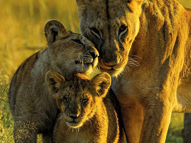 Roman Wildlife Foundation foto